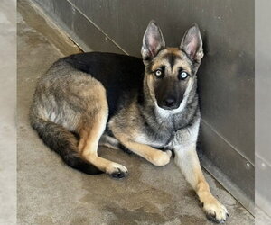 Gerberian Shepsky Dogs for adoption in San Bernardino, CA, USA