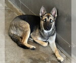 MAEVIS - Female Gerberian Shepsky Dog for Adoption - Small photo