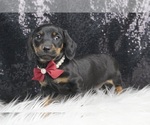 Small Photo #5 Dachshund Puppy For Sale in WARSAW, IN, USA