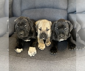 Cane Corso Puppy for sale in WADDELL, AZ, USA