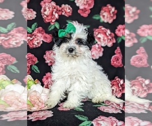 Bichpoo-Maltese Mix Puppy for sale in NOTTINGHAM, PA, USA