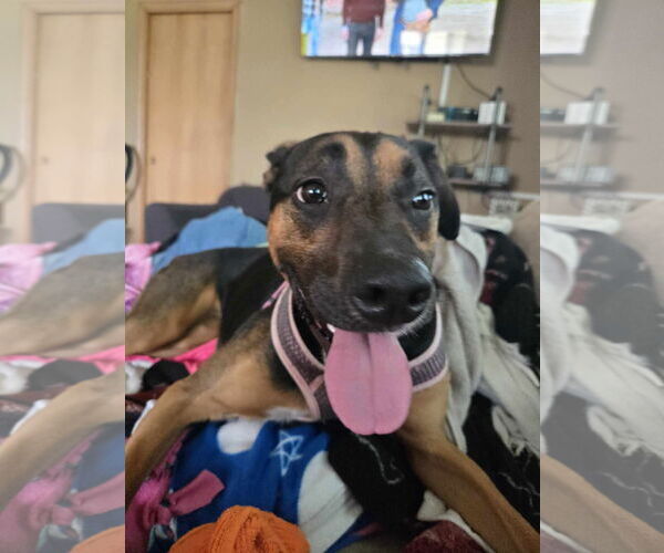 Medium Photo #18 Shepweiller Puppy For Sale in Princeton, MN, USA