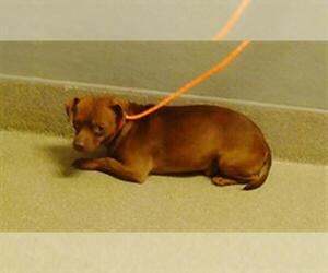 Chihuahua-Unknown Mix Dogs for adoption in Las Vegas, NV, USA