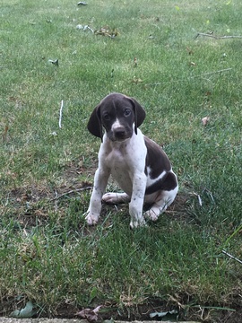 Medium Photo #1 German Shorthaired Pointer Puppy For Sale in NORTH OLMSTED, OH, USA