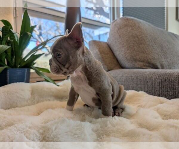 Medium Photo #3 Faux Frenchbo Bulldog Puppy For Sale in LAS CRUCES, NM, USA