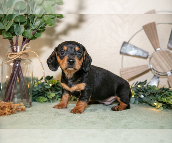 Medium Photo #8 Dachshund Puppy For Sale in NAPPANEE, IN, USA