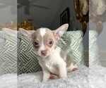 Small #3 Chihuahua