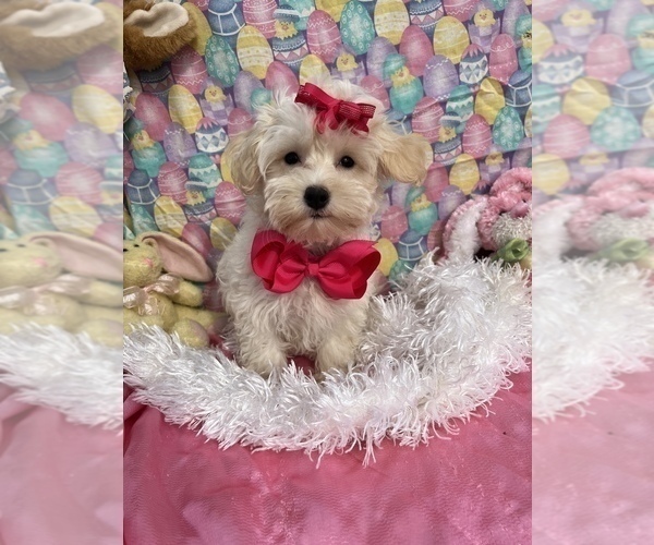 Medium Photo #7 Maltipoo Puppy For Sale in BOLINGBROOK, IL, USA