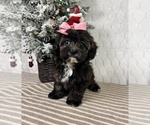 Small #3 Cavapoo (Miniature)