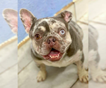 Small #6 French Bulldog Mix