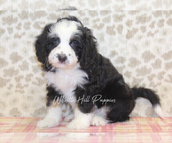 Medium Photo #2 Miniature Bernedoodle Puppy For Sale in DENVER, PA, USA