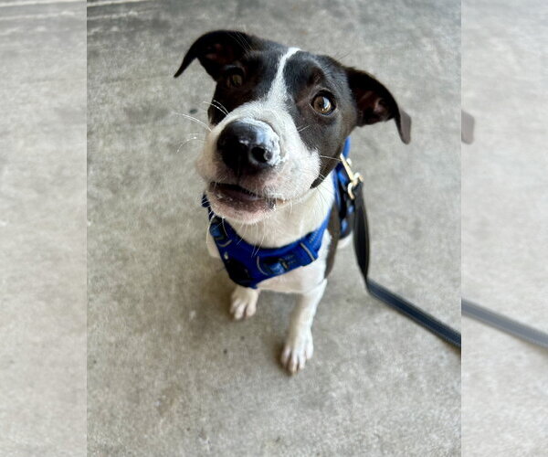 Medium Photo #8 Mutt Puppy For Sale in Mount Pleasant, SC, USA