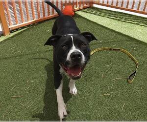American Pit Bull Terrier-Unknown Mix Dogs for adoption in Las Vegas, NV, USA
