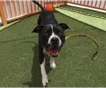 Small American Pit Bull Terrier Mix