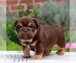 Cocoa - Male English Bulldog Puppy for Sale - Photo #4