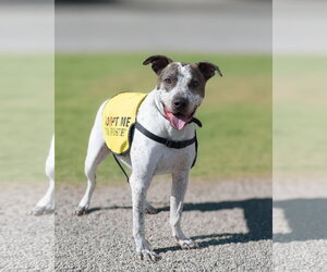 BEAU - Male Mutt Dog for Adoption - Photo #2
