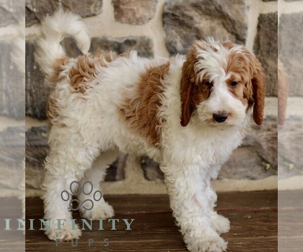 Medium Photo #3 Goldendoodle mix (+ Poodle Standard) Puppy For Sale in RONKS, PA, USA