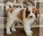 Small #2 Goldendoodle mix (+ Poodle Standard)