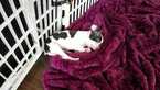 Small Photo #8 Boston Terrier Puppy For Sale in GATE, WA, USA