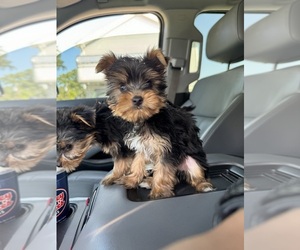 Yorkshire Terrier Puppy for Sale in JOHNSTON, Rhode Island USA