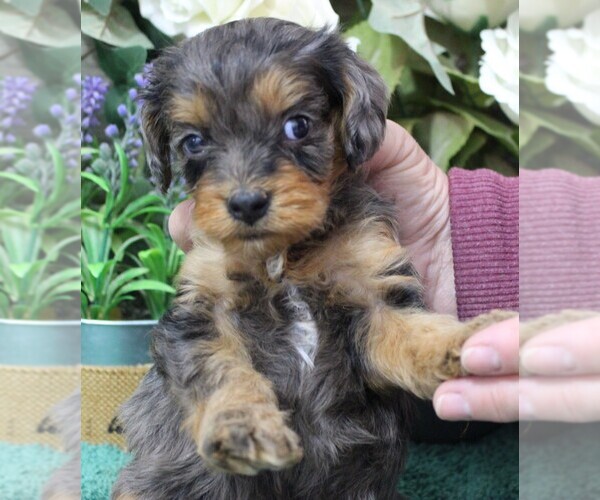 Medium Photo #3 Cavapoo (Miniature) Puppy For Sale in CARLISLE, KY, USA