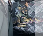 Small Doberman Pinscher-German Shepherd Dog Mix
