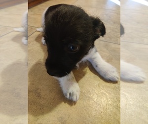 Chihuahua-Poodle (Toy) Mix Puppy for sale in GREENSBORO, NC, USA