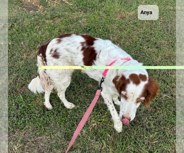 Medium Photo #7 Brittany Puppy For Sale in Curwensville, PA, USA