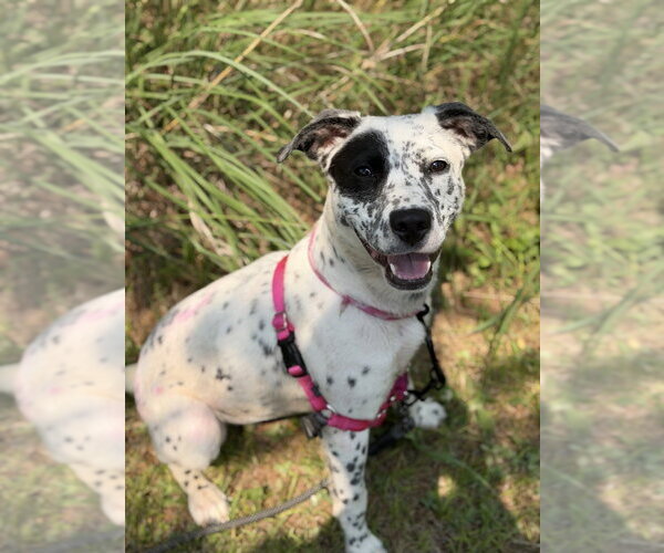 Medium Photo #1 Mutt Puppy For Sale in Bemidji, MN, USA