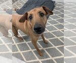 Small Photo #5 American Pit Bull Terrier-Doberman Pinscher Mix Puppy For Sale in Spotsylvania, VA, USA