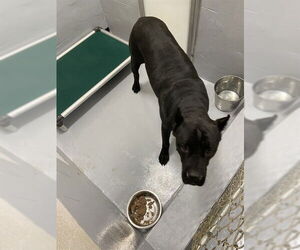 Mutt Dogs for adoption in Augusta, GA, USA