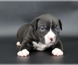 American Bully Puppy for sale in CHAMPAIGN, IL, USA