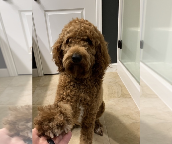 Medium Photo #5 Goldendoodle Puppy For Sale in TROY, IL, USA