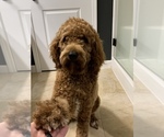 Small Photo #5 Goldendoodle Puppy For Sale in TROY, IL, USA