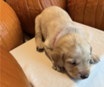 Puppy Boston Labrador Retriever