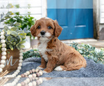 Puppy Remi Goldendoodle (Miniature)