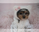 Puppy Puppy 6 Yorkshire Terrier