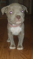 American Pit Bull Terrier Puppy for sale in ELLENWOOD, GA, USA