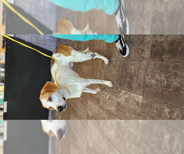 Medium Photo #3 Mutt Puppy For Sale in Fairfax, VA, USA