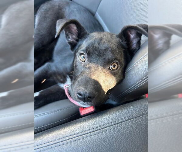 Medium Photo #5 Mutt Puppy For Sale in Minneapolis, MN, USA