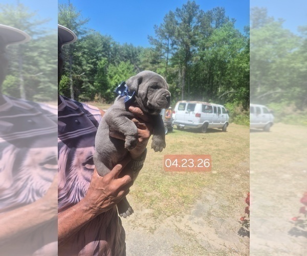 Medium Photo #30 Cane Corso Puppy For Sale in COLUMBIA, SC, USA