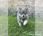 Small #15 Pomsky