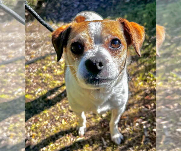 Medium Photo #3 Chihuahua Puppy For Sale in Salinas, CA, USA