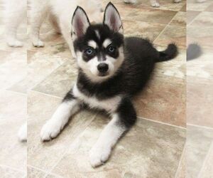 Pomsky Puppy for sale in SEBRING, FL, USA