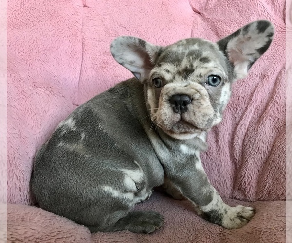 Medium Photo #2 French Bulldog Puppy For Sale in COCOA, FL, USA