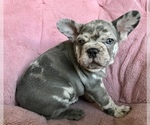 Small #1 French Bulldog