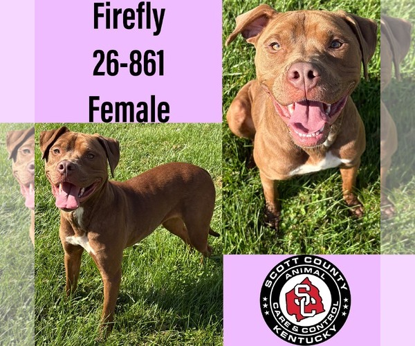 Medium Photo #1 American Pit Bull Terrier-Unknown Mix Puppy For Sale in Georgetown, KY, USA
