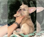 Puppy 2 French Bulldog