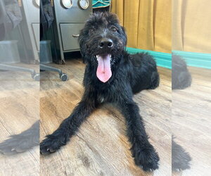 Meatball Mar 26 - Male Labradoodle Dog for Adoption - Photo #4