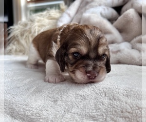 Cocker Spaniel Puppy for sale in LILY, WI, USA